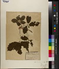 Parthenocissus quinquefolia image