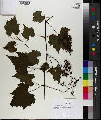 Vitis palmata image