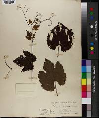 Vitis bourgaeana image