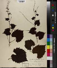 Vitis rotundifolia image