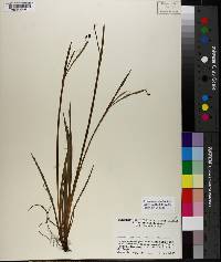 Sisyrinchium albidum image