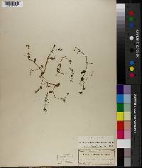Callisia cordifolia image