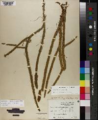 Lycopodiella alopecuroides image