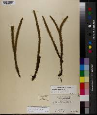 Lycopodiella alopecuroides image