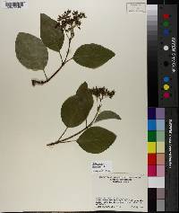 Hydrangea barbara image