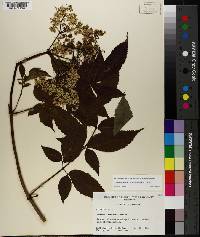 Sambucus canadensis image