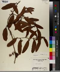 Smilax laurifolia image