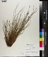 Carex gracilescens image