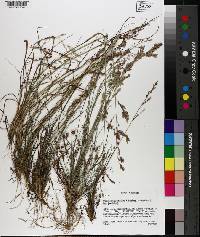 Eragrostis secundiflora image