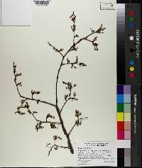 Ulmus alata image