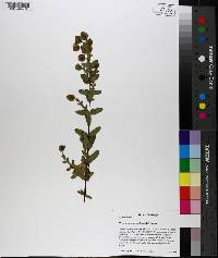 Hypericum crux-andreae image