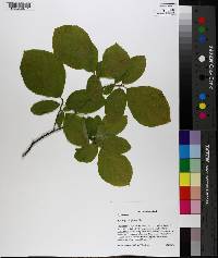 Styrax grandifolius image