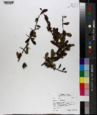 Sideroxylon lanuginosum image