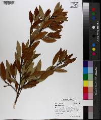 Persea humilis image