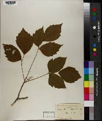 Toxicodendron radicans image