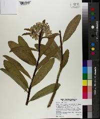 Asclepias viridis image