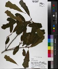 Quercus austrina image