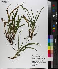 Carex abscondita image