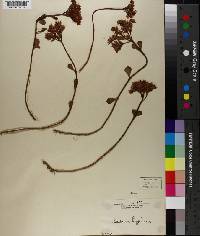 Sedum lydium image