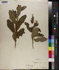 Quercus incana image