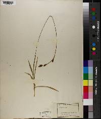 Carex frigida image