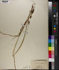 Carex filiformis var. latifolia image