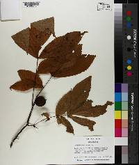 Carya cordiformis image