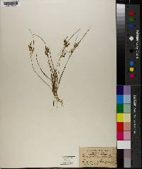 Carex tenella image