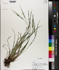 Carex planispicata image