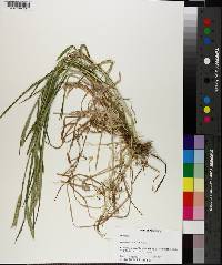 Hordeum pusillum image