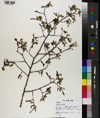 Ulmus alata image