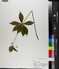 Medeola virginiana image