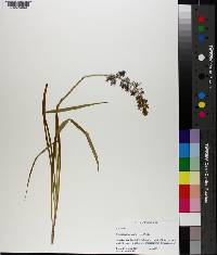 Camassia scilloides image