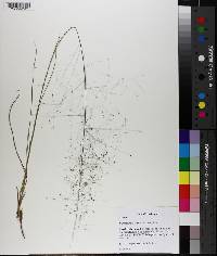 Muhlenbergia capillaris image