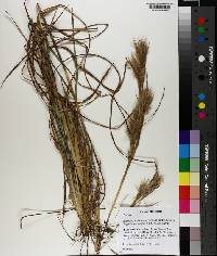 Andropogon glomeratus image