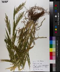 Urochloa ramosa image