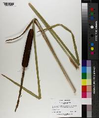 Typha domingensis image