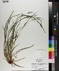 Carex flaccosperma image