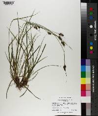 Carex complanata image