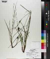 Carex complanata image