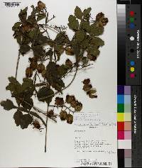 Serjania marginata image