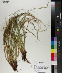 Carex picta image