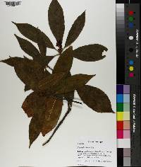 Illicium floridanum image