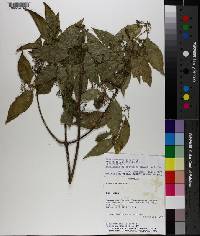 Pristimera celastroides image