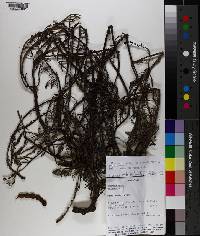 Heliotropium filiforme image