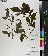 Vaccinium fuscatum image