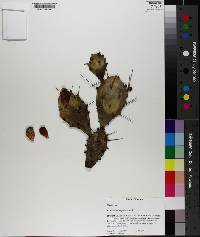 Opuntia austrina image