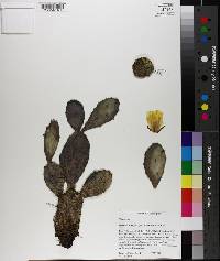 Opuntia mesacantha subsp. mesacantha image