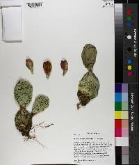 Opuntia humifusa image