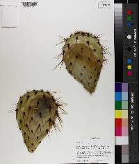 Opuntia engelmannii image